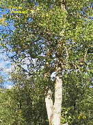 wp0de580b4_1b.jpg