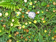 wp151383fe_1b.jpg