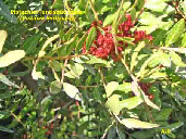 wp16c2b447_1b.jpg