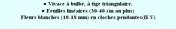 wp2caf1251.png