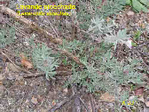 wp40660359_1b.jpg