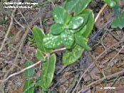 wp515c9eab_1b.jpg
