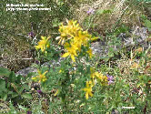 wp569cf546_1b.jpg
