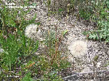 wp58959f2f_1b.jpg
