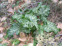 wp78940985_1b.jpg