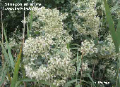wp9055367a_1b.jpg