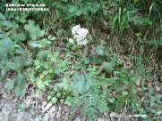 wp9706cb29_1b.jpg