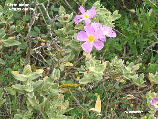 wpb57c5910_1b.jpg