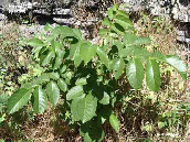 wpba342708_1b.jpg