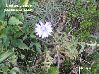 wpc1e03679_1b.jpg