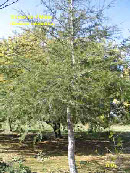 wpc63976df_1b.jpg