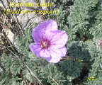 wpc791bc84_1b.jpg