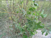 wpcd478688_1b.jpg