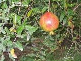 wpd6c52438_1b.jpg