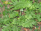 wpe3070185_1b.jpg