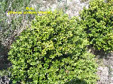 wpe75e6135_1b.jpg