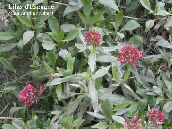 wpe7811cd6_1b.jpg