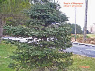 wpe7914dfa_1b.jpg