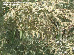 wpfd41000d_1b.jpg